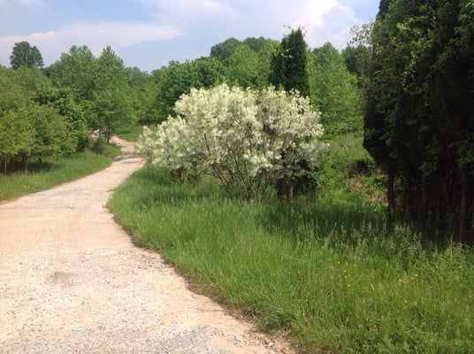 Excellent fringe tree specimens in lovely full bloom