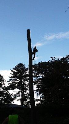 Tree climber cutting tree down one step at a time.