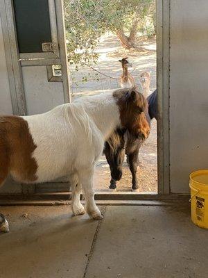 Mini horses ... see the alpaca in the back ??