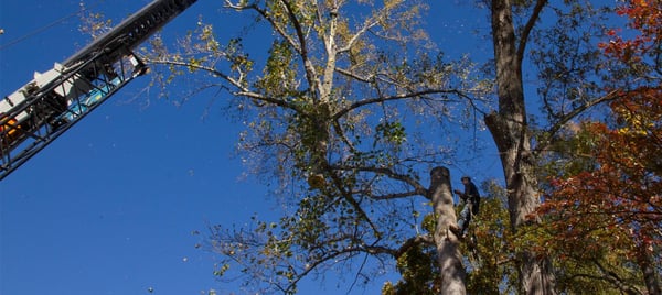 Using a crane to remove several very large oaks