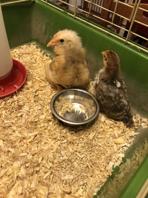 Salt & Pepper surrendered baby chicks