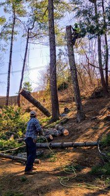 Lowering logs off of a tree so they don't roll down the hill