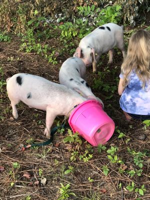 Gloucestershire Old Spot heritage breed piglets playing with their food.