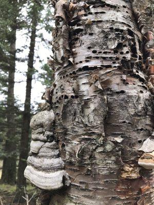 Detail of gnarly looking tree.