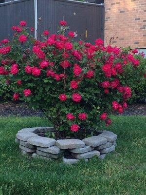 Beautiful roses at this Wendy's