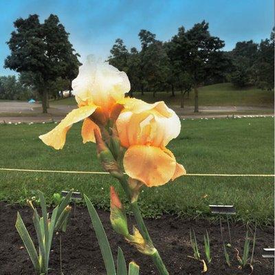 "Summer Olympics", A reblooming Iris, October 2017