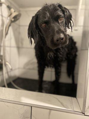 Dog wash station + adorable dog