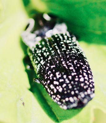 Click Beetle (b)