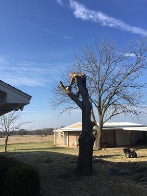 Taking down a tree