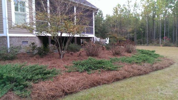 Landscape and pine straw installation at a home in Tallahassee Ranch Club.