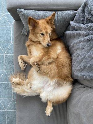 Juno lying on the couch.