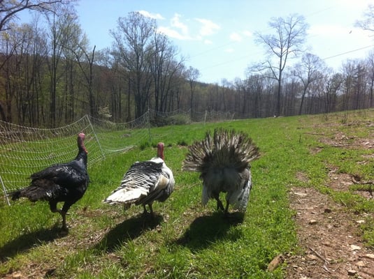 Turkeys at Bull Run Farm.