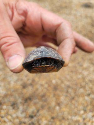 We protect our wildlife, and help it cross the street, no matter how small.