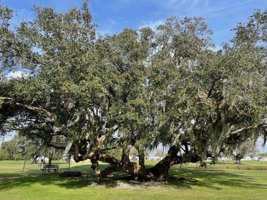 Wow these live oaks!