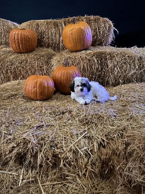 Our puppy's first pumpkin patch