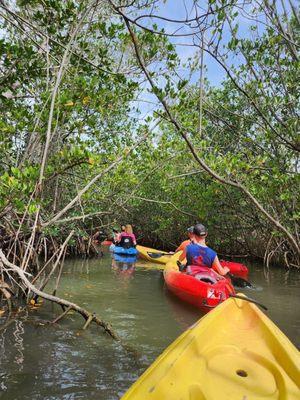 Mangrove Tour!