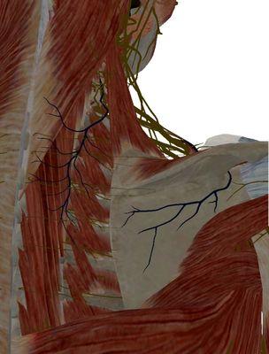 We use anatomy apps to help our clients completely understand the areas we are working with.