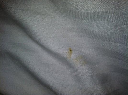 This looks like poop on the sheet. I just pulled the blankets back to get in bed and found this nice surprise.