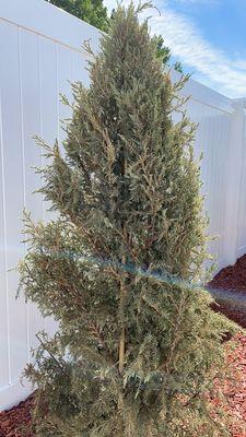 Poor quality dying tree from Southern Idaho Landscaping in Filler. Don't waste your money here.