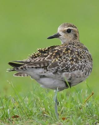 The kōlea bird or Pacific Golden Plover (Pluvialis fulva) migrates twice a year between Alaska & Hawaii.