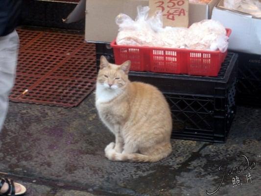 Meow!  The guardian of Bor Kee's fresh seafood