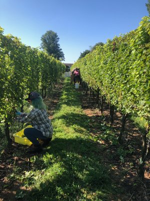 Our Estate vineyard.