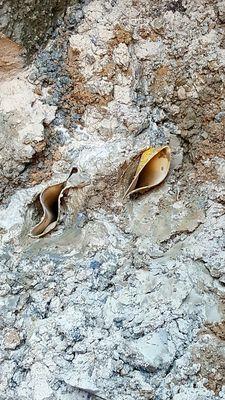 Boots in the mud.