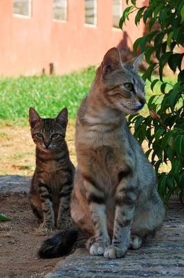 These are my kitties Oscar and Boxer hanging out outside before Dr Harvey's Veg-To-Bowl mealtime.