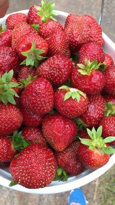 Strawberries!