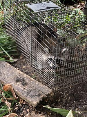 Second raccoon caught