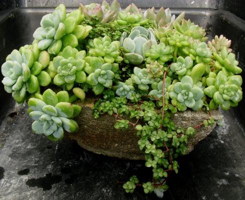 Brick House Succulents