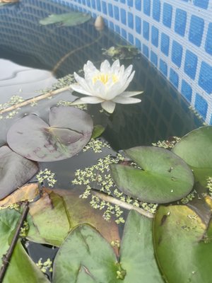 Large Water lily