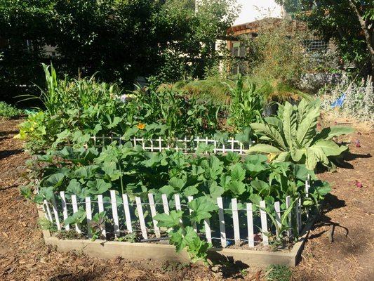 Raised Vegetable Beds Built To Last and Look Cute as Hell!