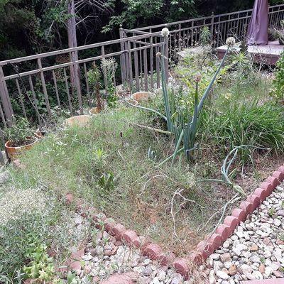 This was a overgrown  vegetable garden the customer wanted it all cleaned out