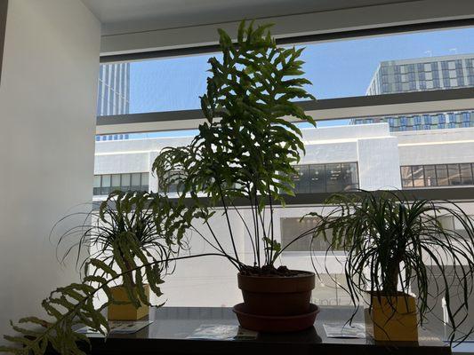 Plants growing in lobby on 2nd floor.