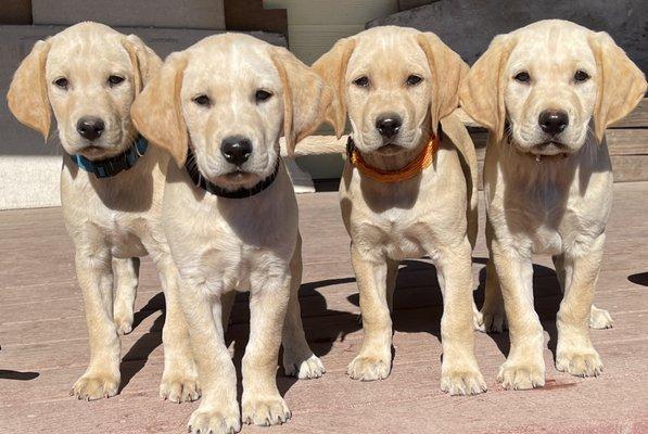 Yellow lab puppies 2023