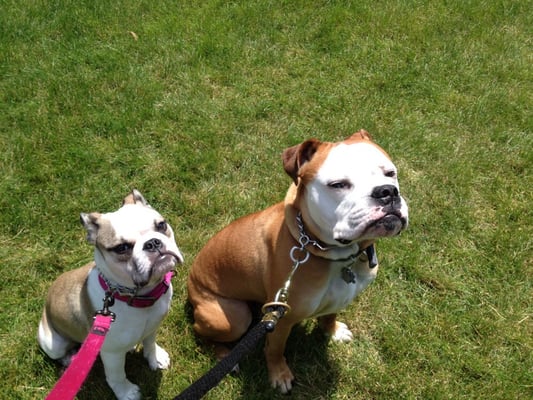 Arwyn and Oliver enjoying a walk!