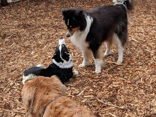 Creekside Country Canines