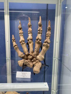 Giant cave bear paw fossil