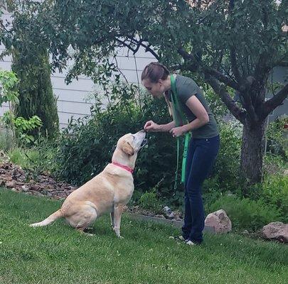 Off-leash training with Lola!