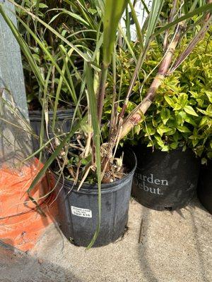 Sugar cane plant