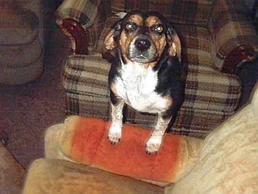 my dog Mabel on her chair at home.