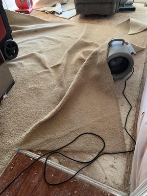 Drying the caper from water damage and not replacing the carpet.