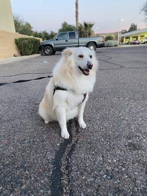 White border collie