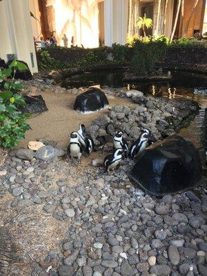 Our hotel in Maui came with it's own penguins.  Great recommendation by Feltes Travel.