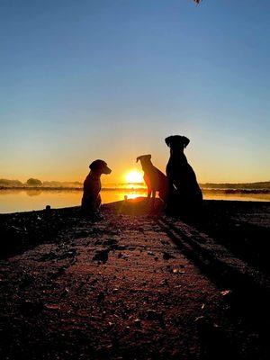 River Paws dogs going for a swim