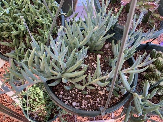 Hanging succulents