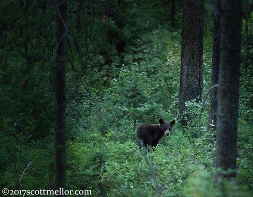 A Black bear cub of the year mid summer in GTNP 2017.