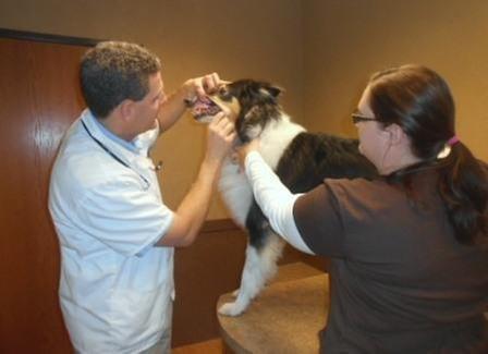 Great Lakes Veterinary Clinic