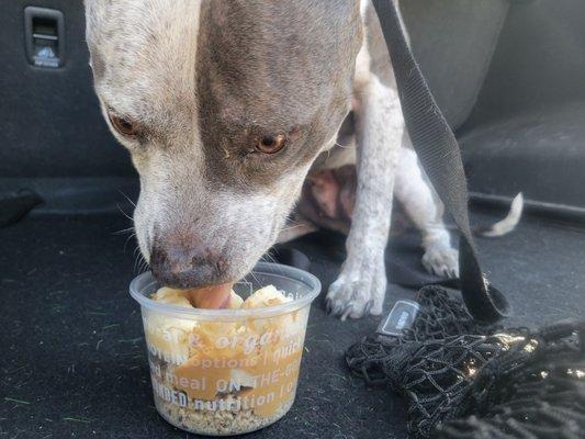 Modified bowl for pup.